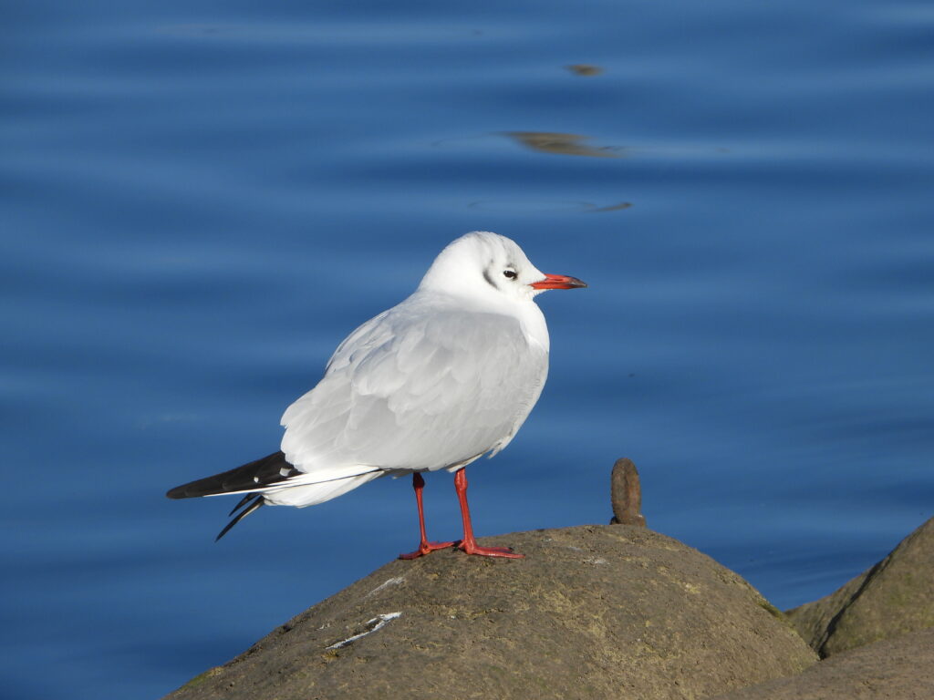 岩に立つユリカモメ
