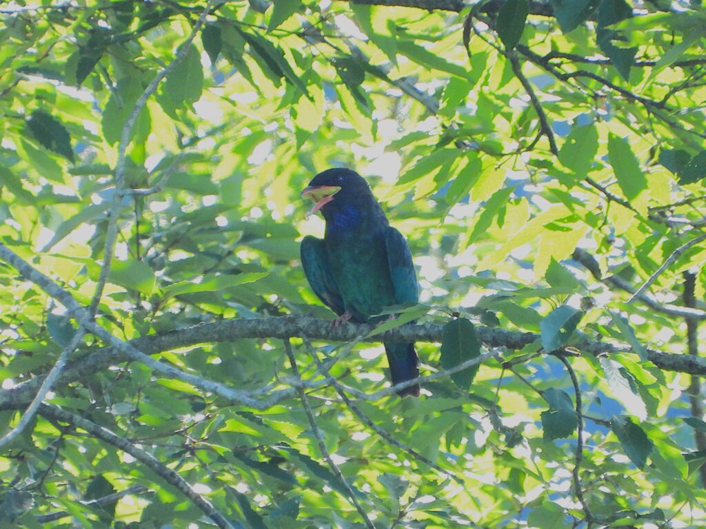 枝にとまるブッポウソウ