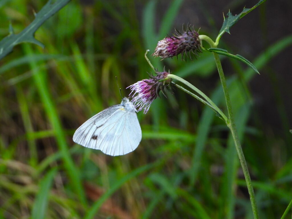 吸蜜するヤマトスジグロシロチョウ