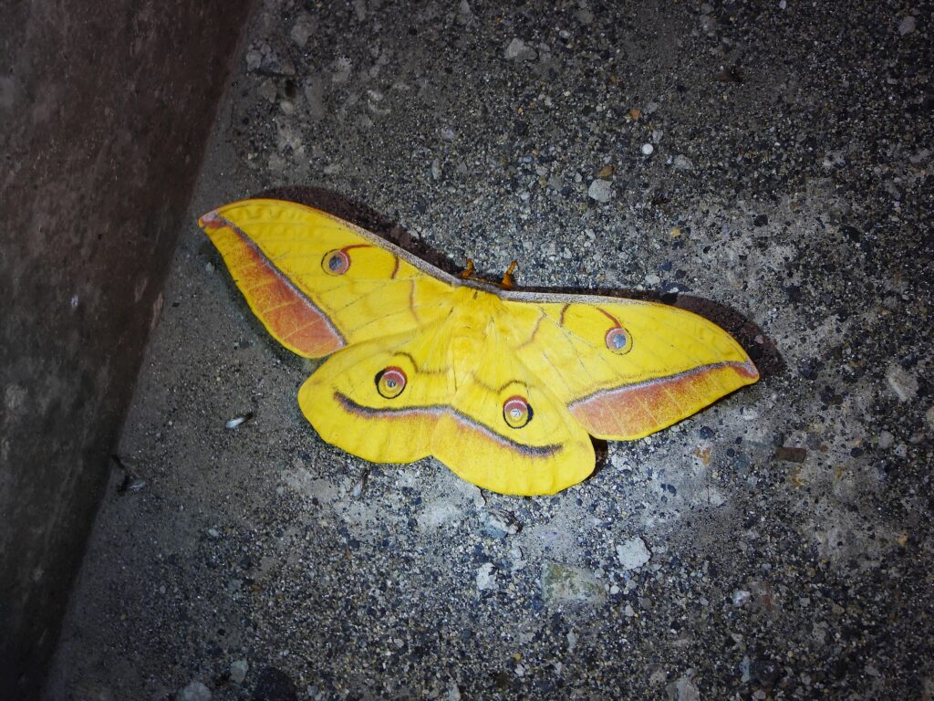 道路に飛来したヤママユガ