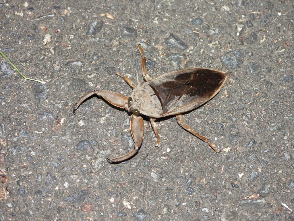 街灯に飛来したタガメ