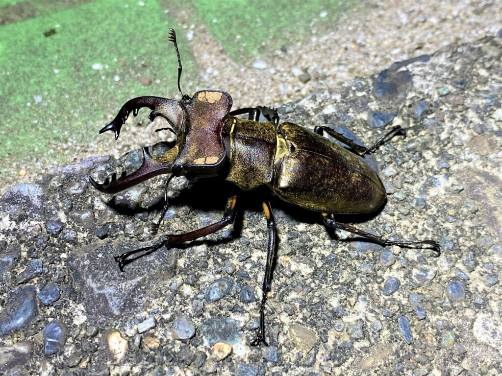 街灯に飛来したミヤマクワガタ