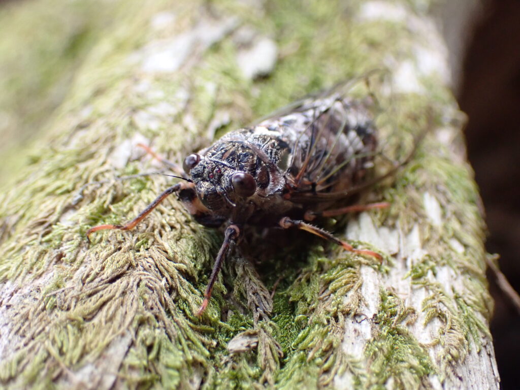 木にとまるエゾハルゼミ