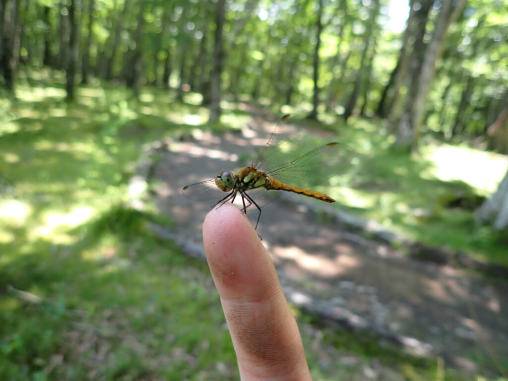 指先にとまるアキアカネ
