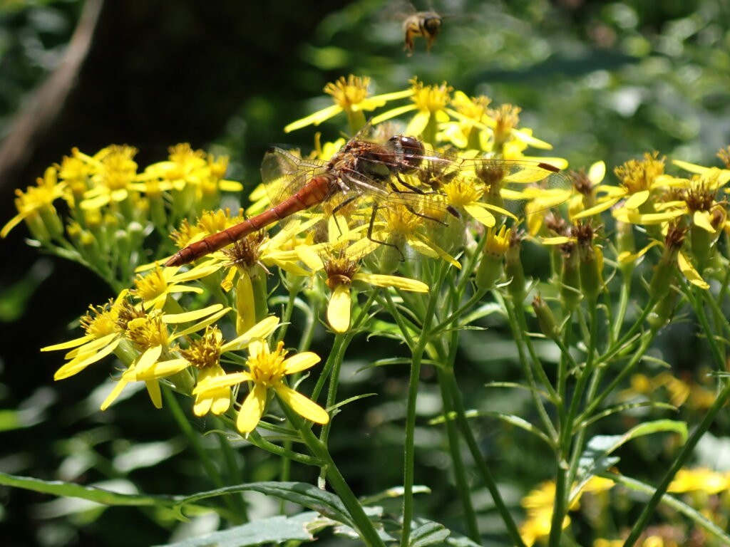 黄色い花にとまるアキアカネ
