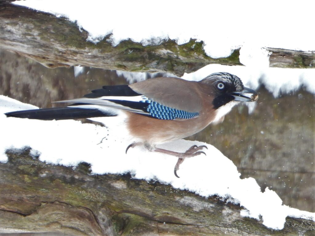 雪の中餌を食べるカケス