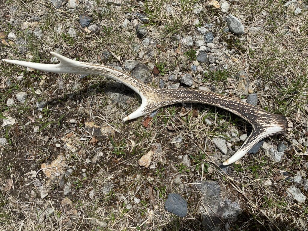 落ちていた大きいシカの角