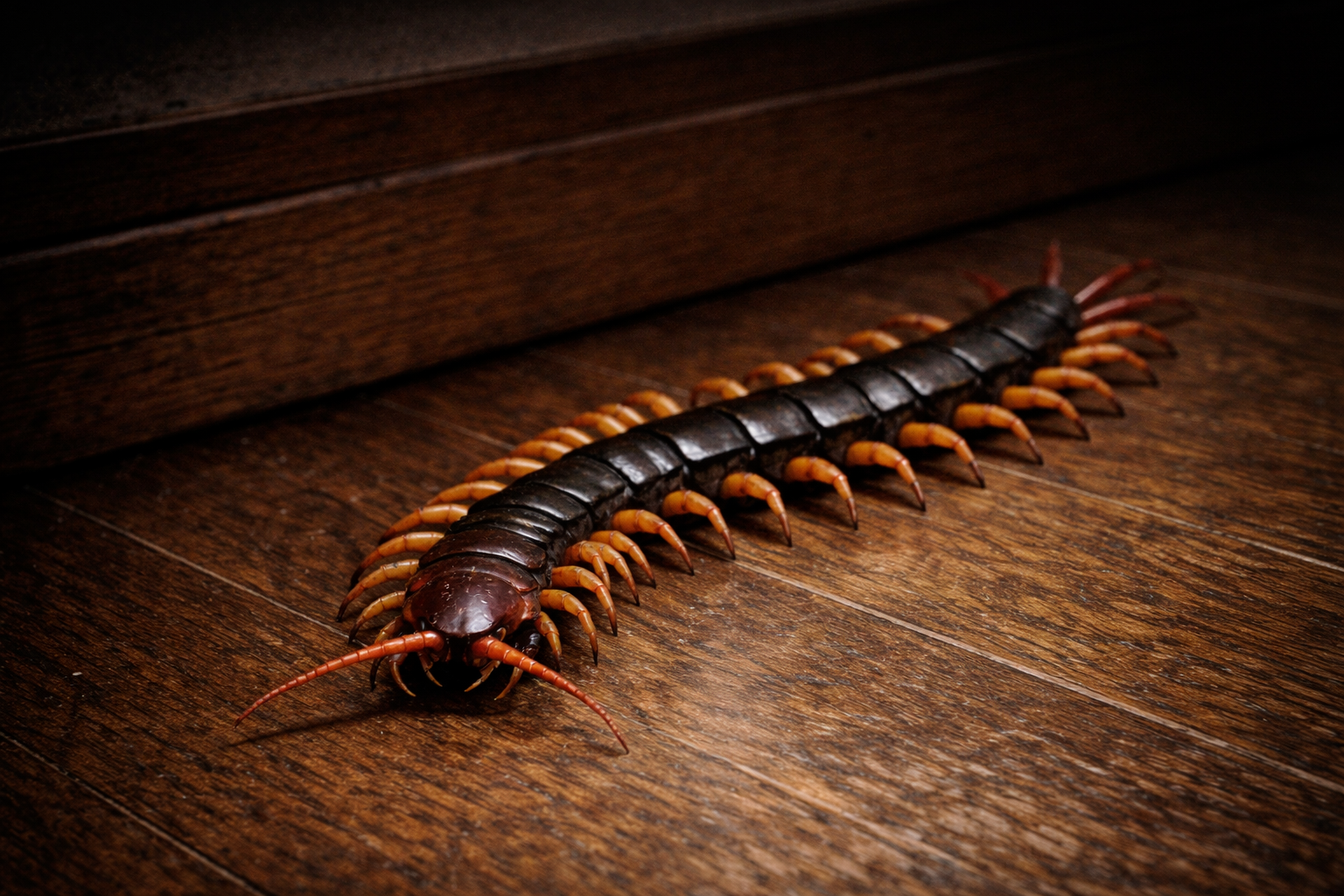 ムカデイラスト