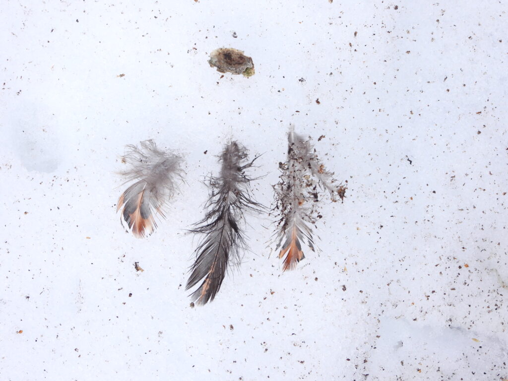 Japanese copper pheasant feather on snow