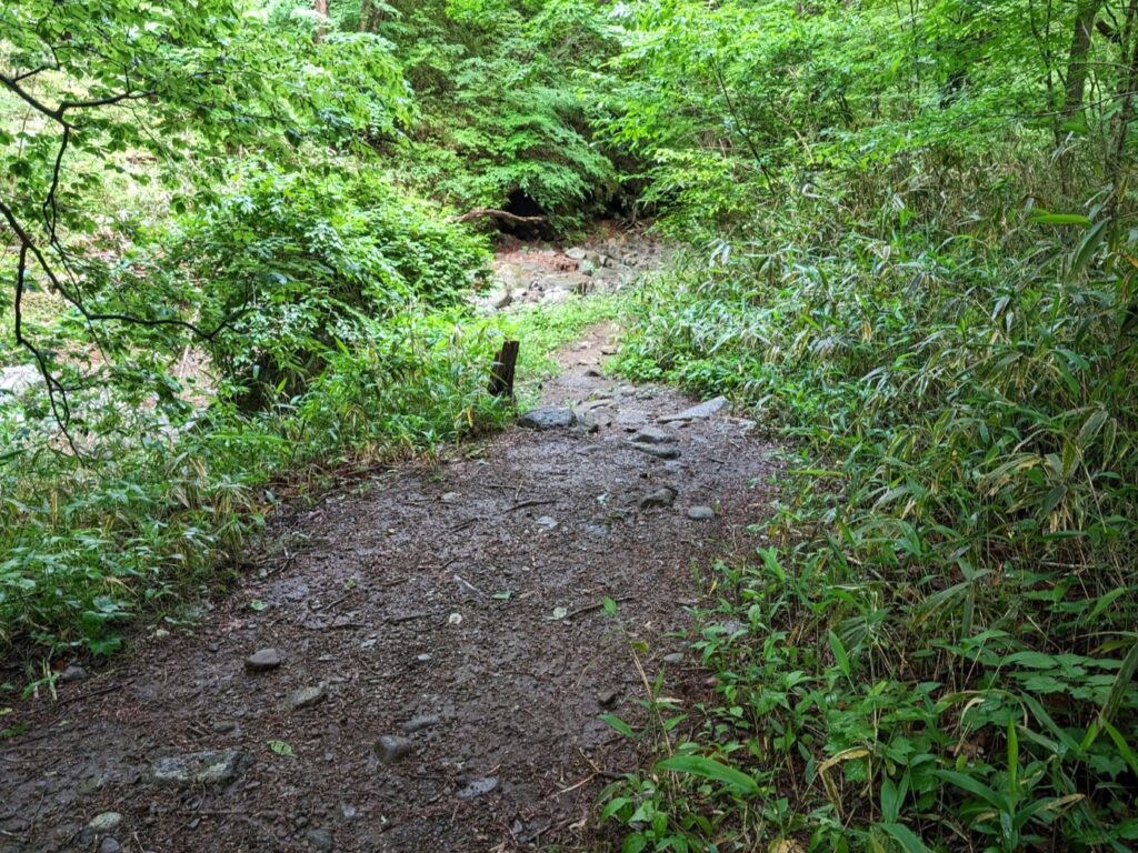 ヤマビルが発生しやすい湿った登山道と草むらの環境