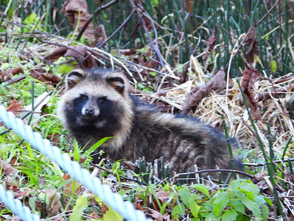 疥癬病にかかったタヌキ
