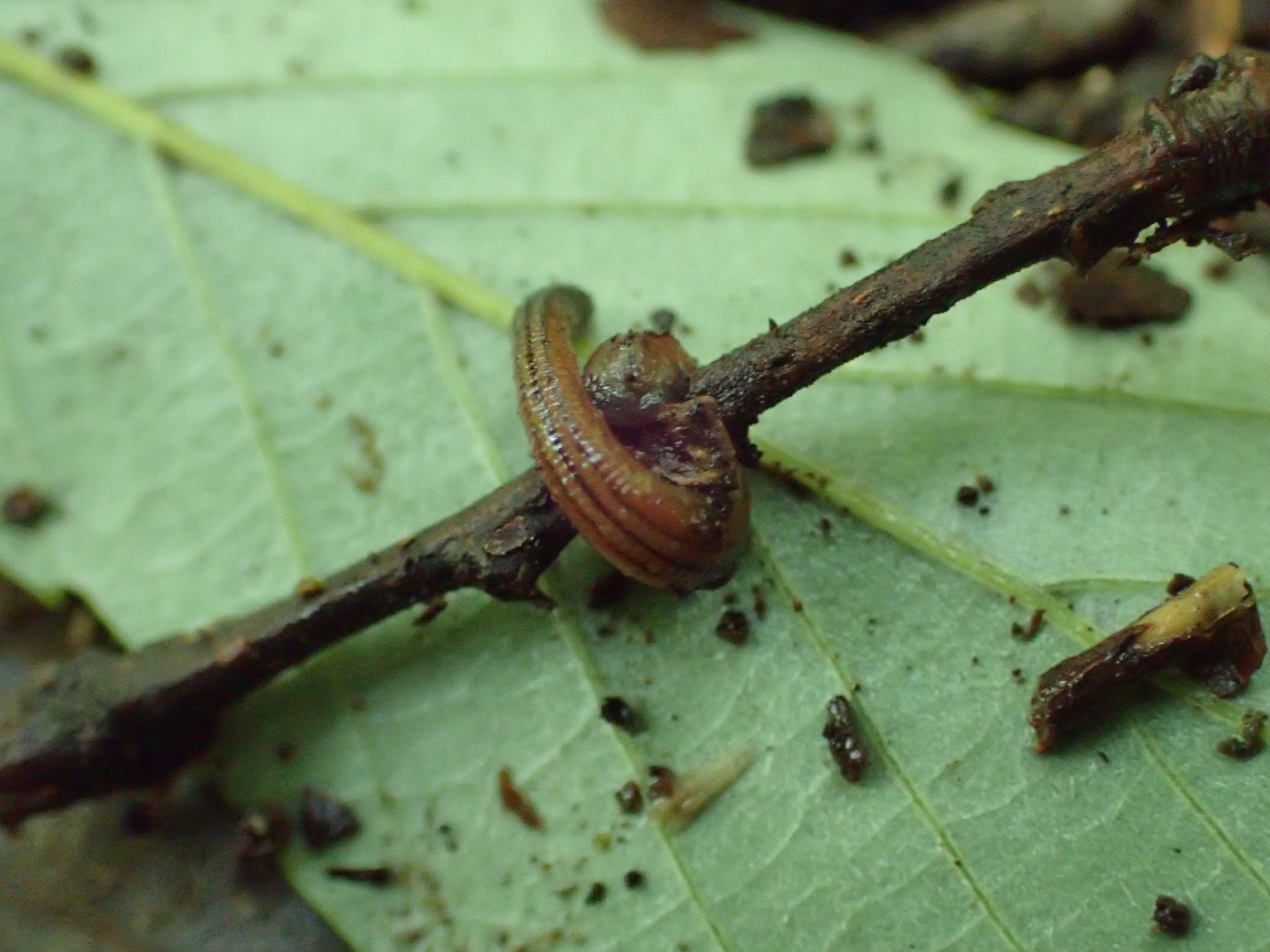 ヤマビルが枝に巻き付いて待機している様子