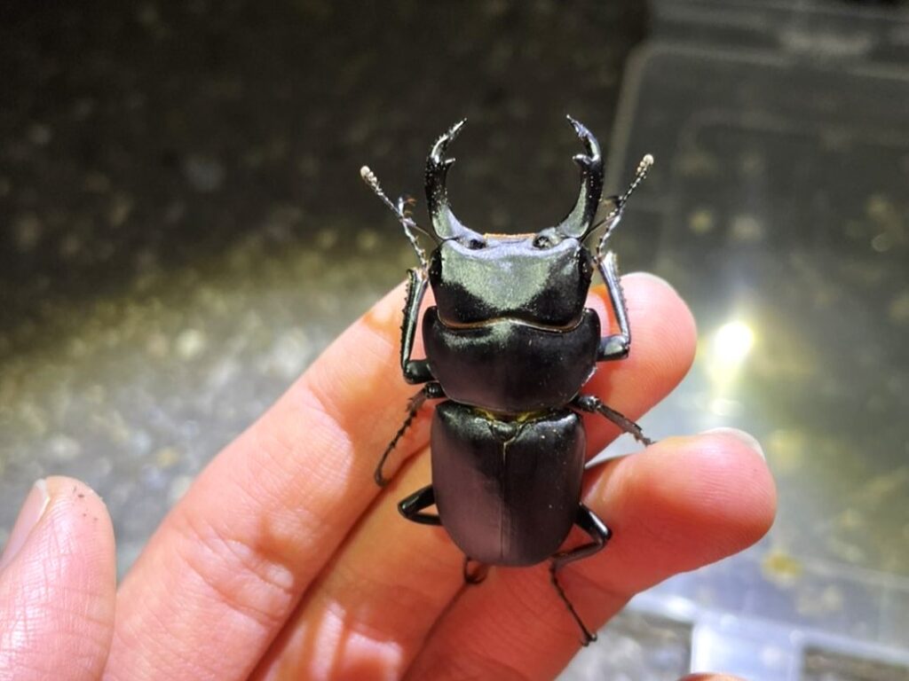 手の上にいるヒメオオクワガタ