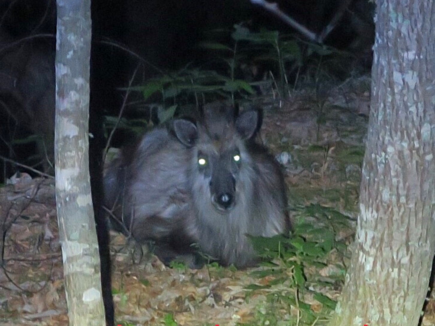夜の林道に現れた二ホンカモシカ