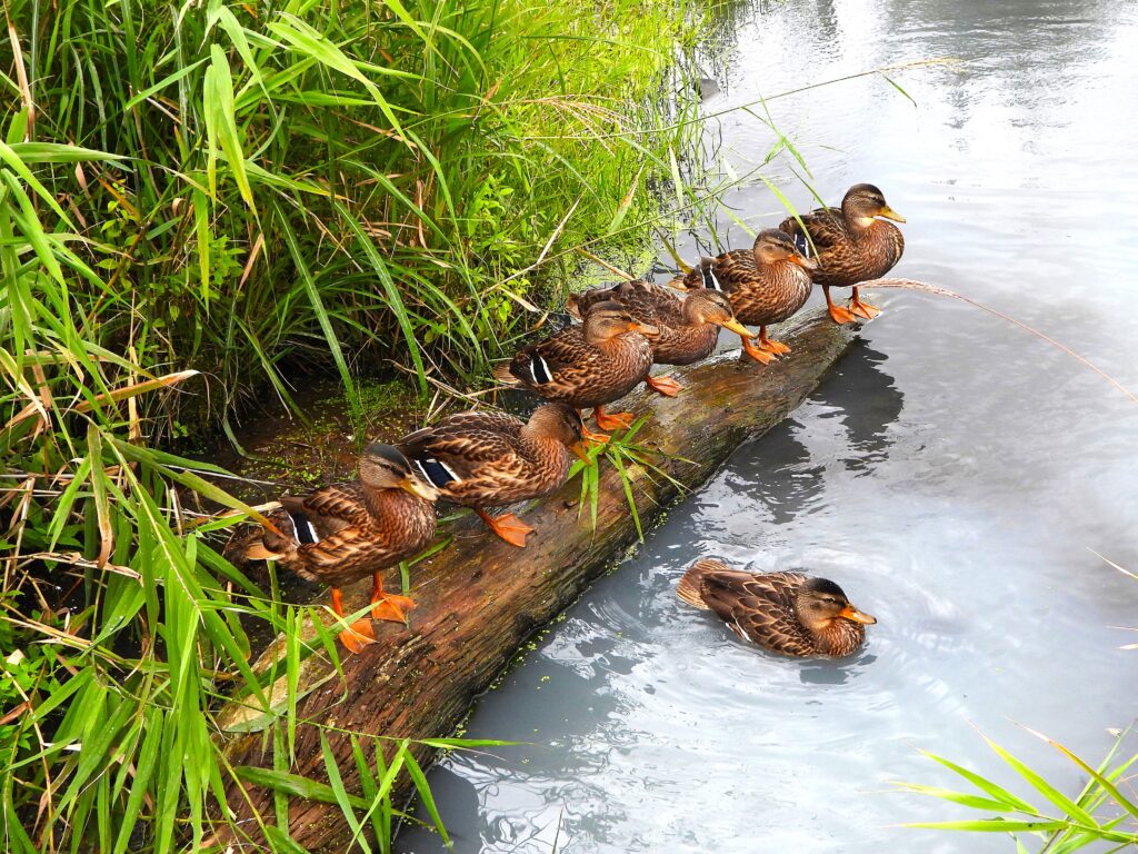 湯の平湿原で倒木に乗るマガモたち