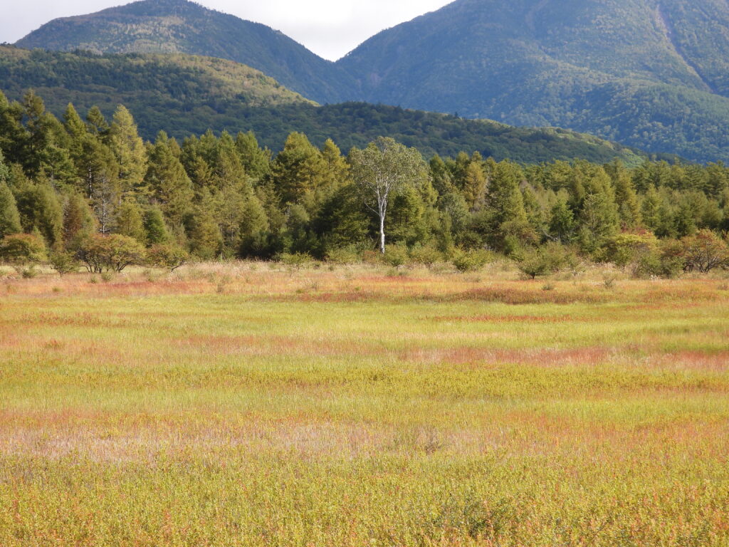 紅葉の小田代原