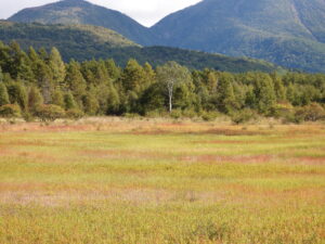 紅葉の小田代原