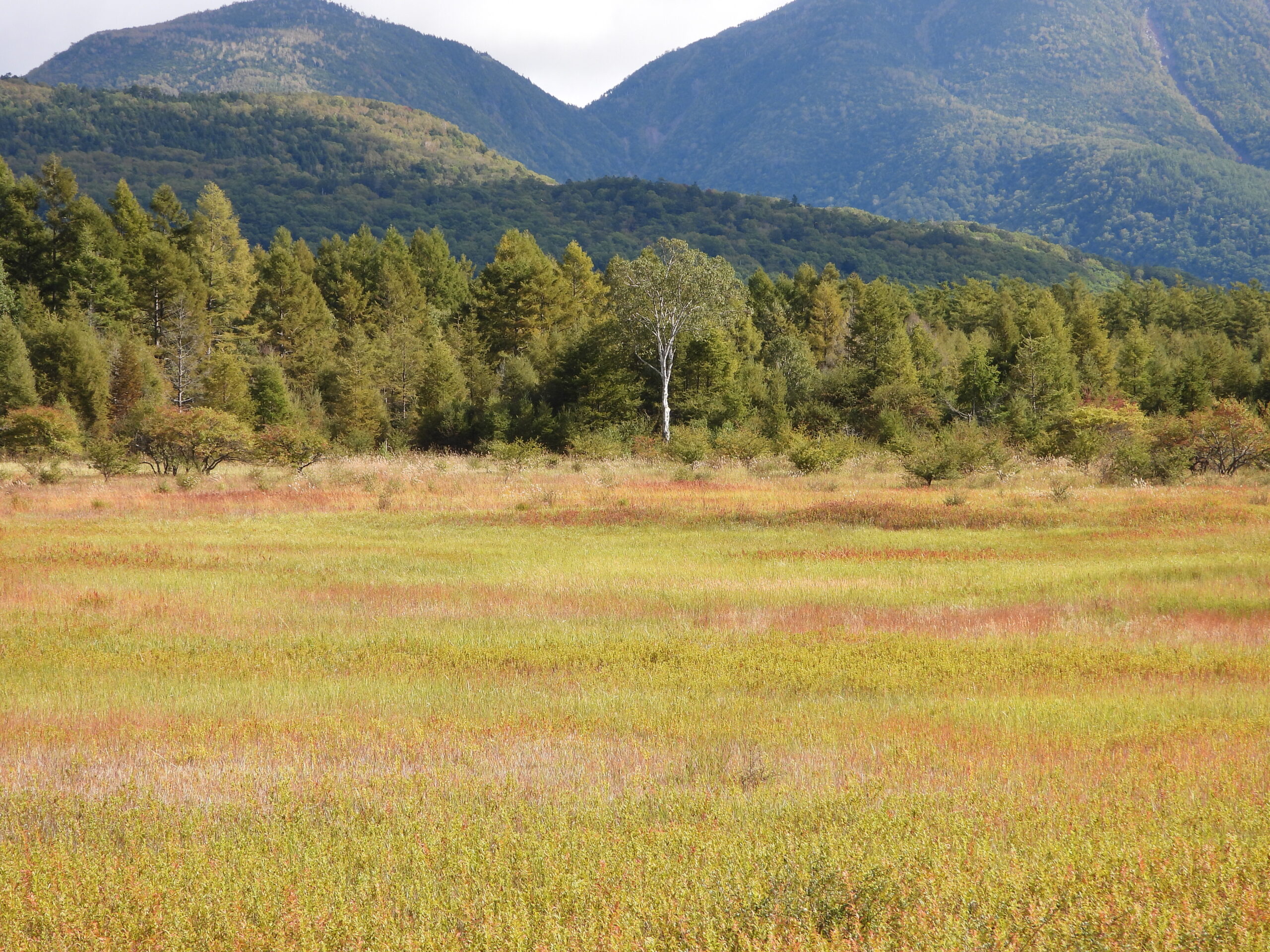 紅葉の小田代原