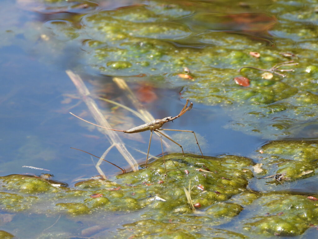 水面で待ち伏せするミズカマキリ