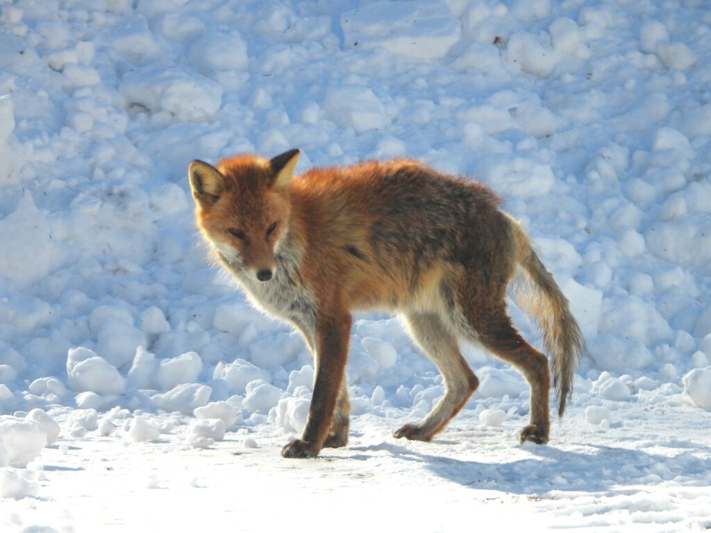 疥癬病のキツネ