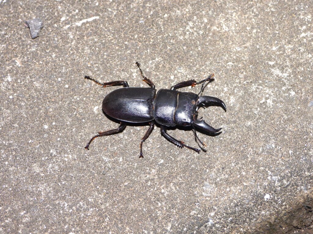 ヒラタクワガタ