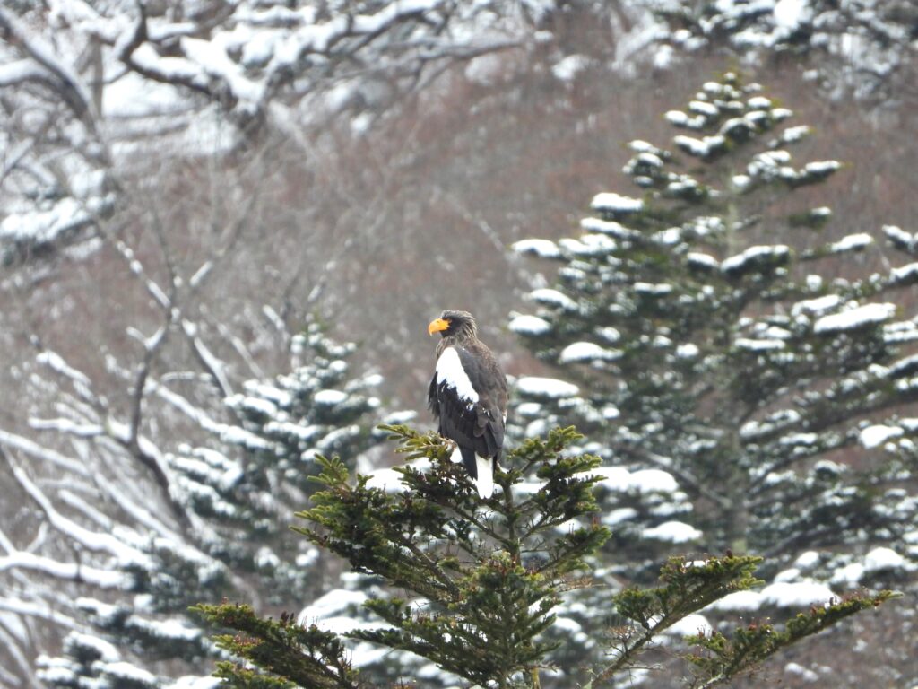 中禅寺湖に飛来したオオワシ
