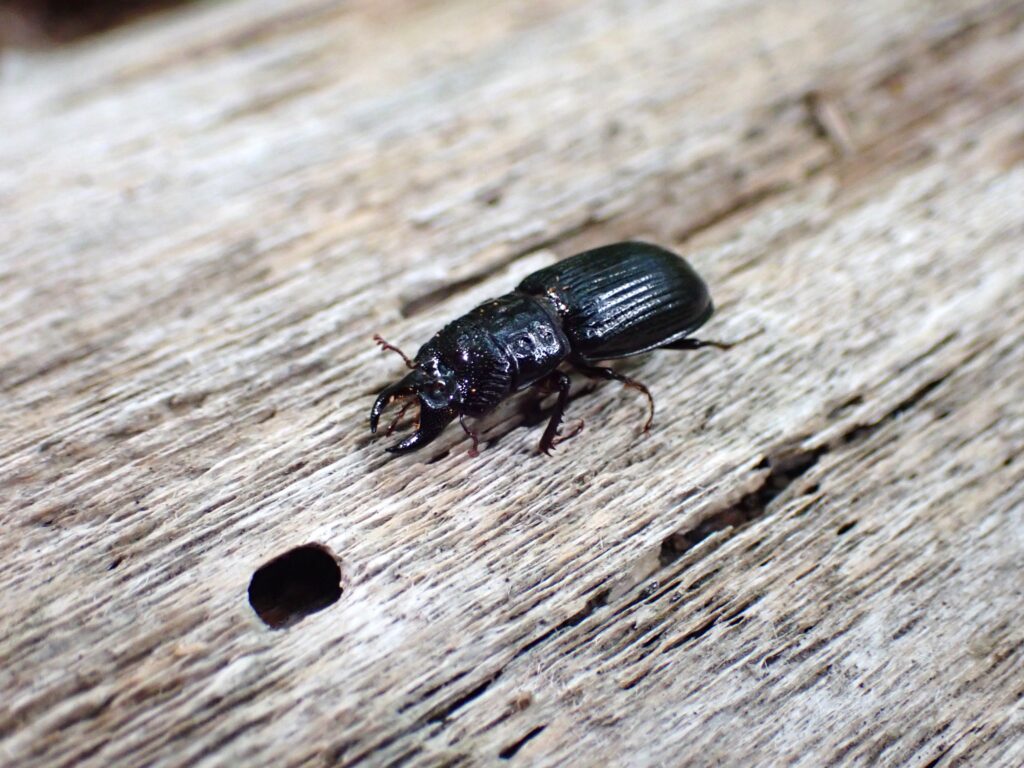 朽ち木にいるツヤハダクワガタ