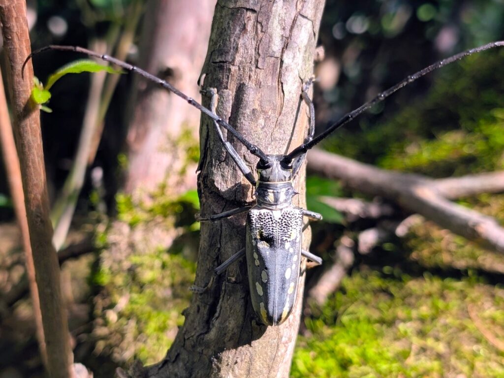 木にとまるシロスジカミキリ