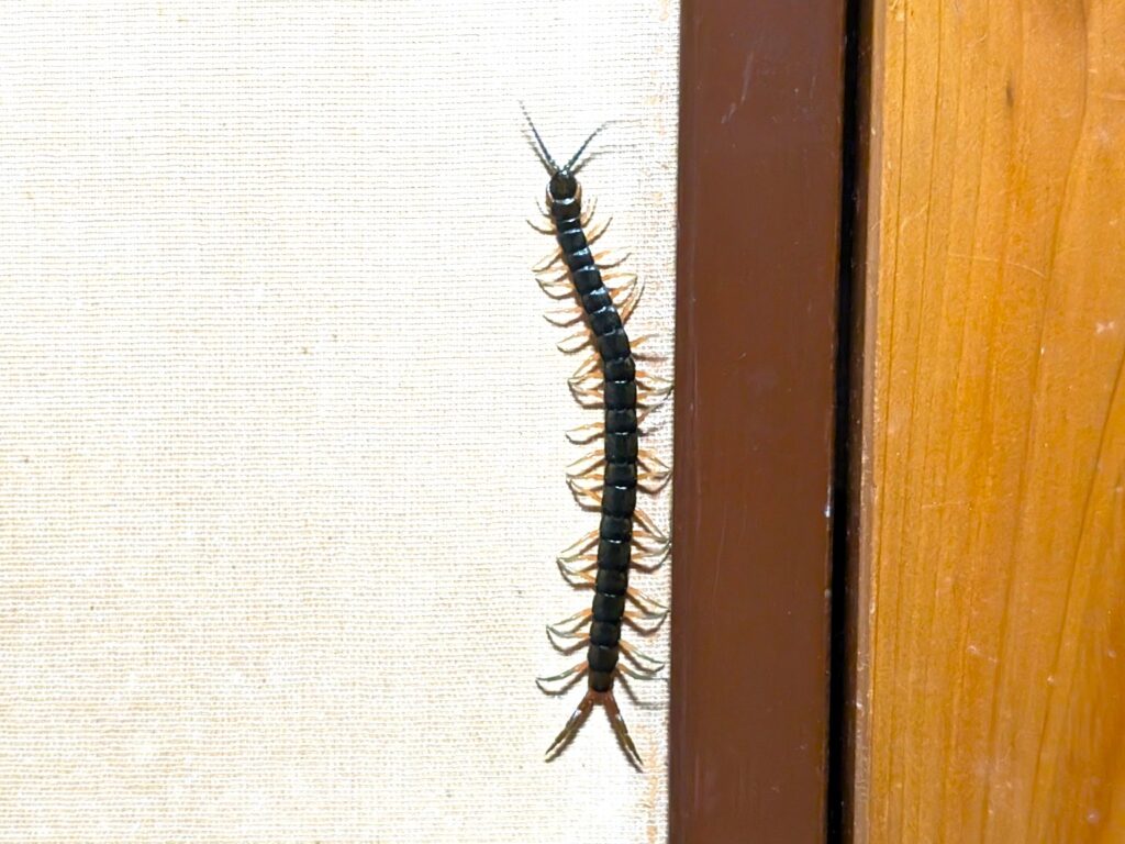 室内のタンスに現れた大型のムカデ