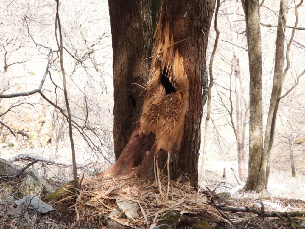 クマが蜂の巣を食べた後
