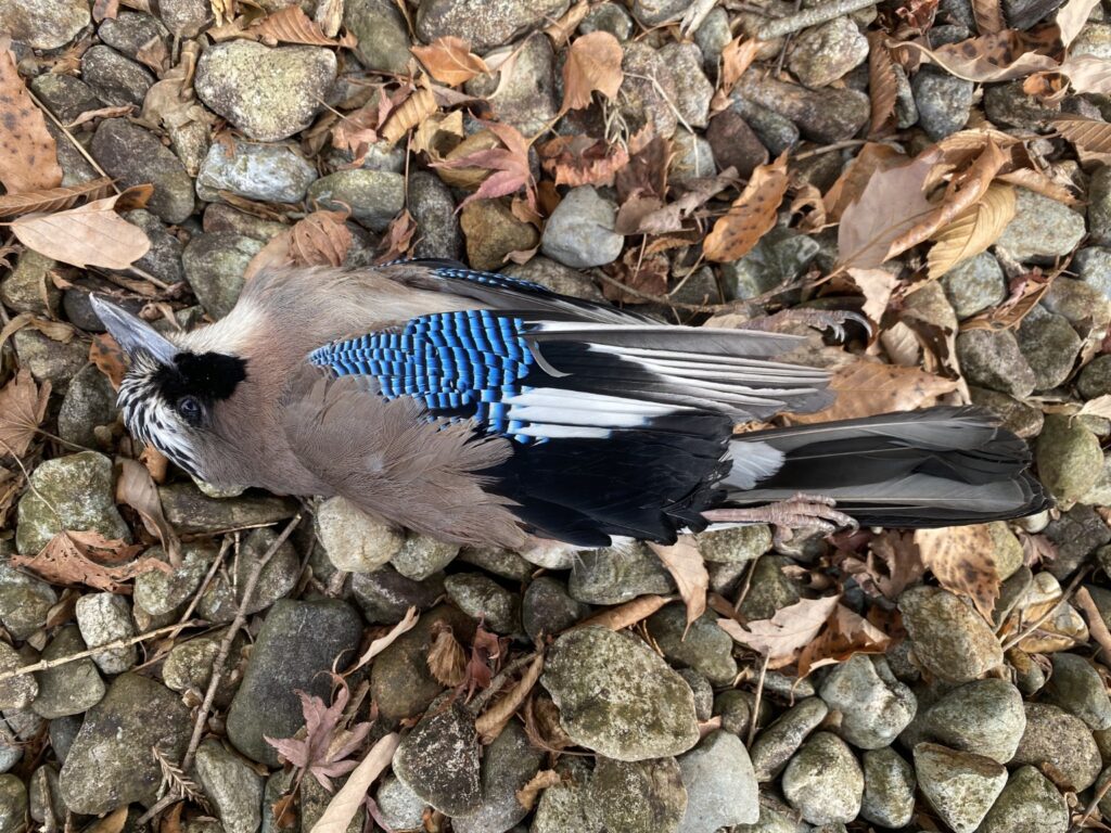 窓にぶつかって死んでいたカケス