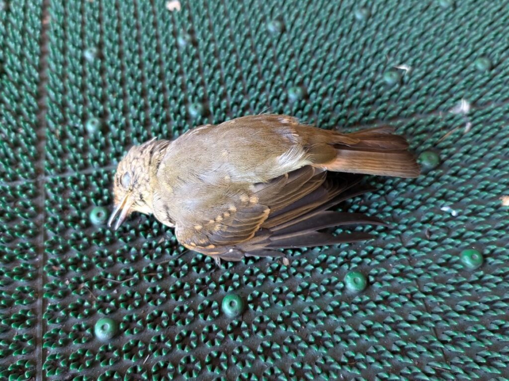 死んでいる野鳥