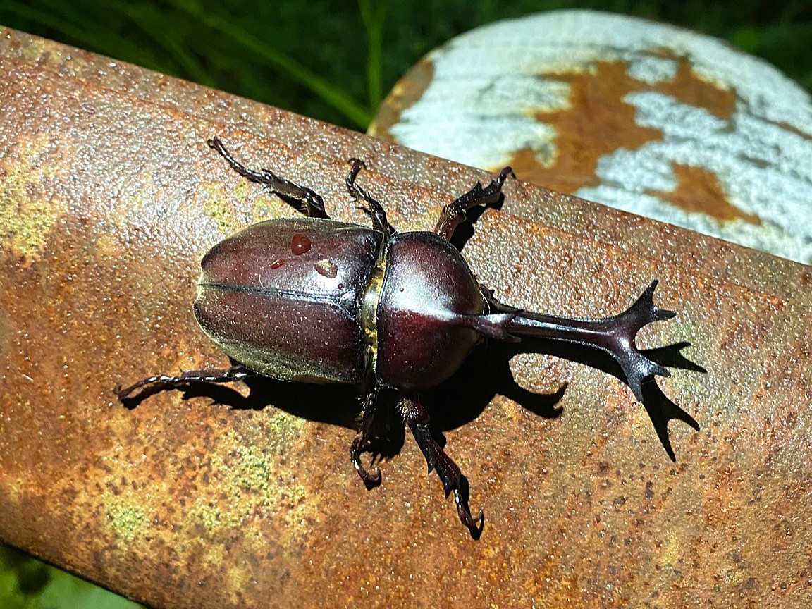 雨の日に飛来したカブトムシ