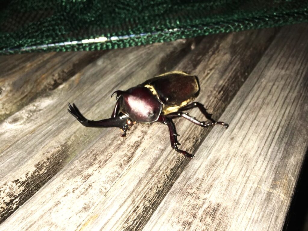 ベンチにいるカブトムシ