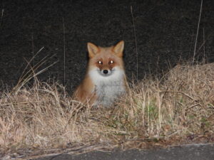 暗闇のなか現れたキタキツネ