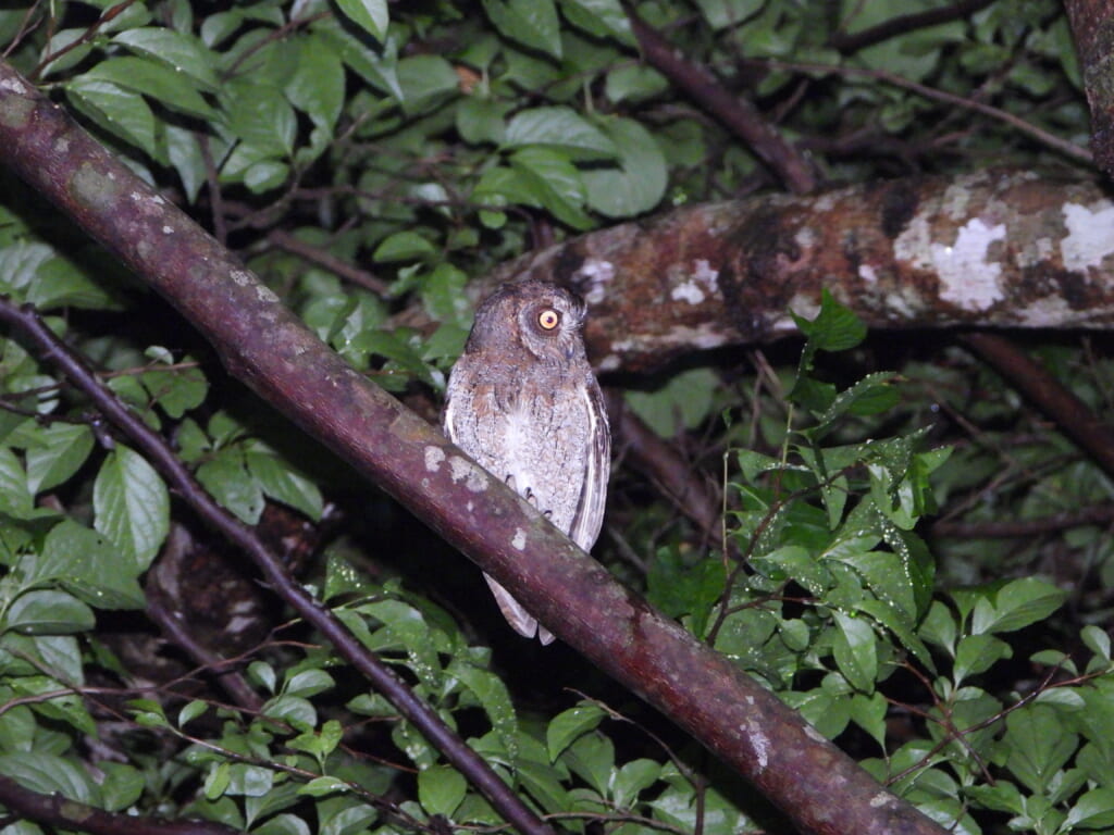 木にとまるリュウキュウコノハズク