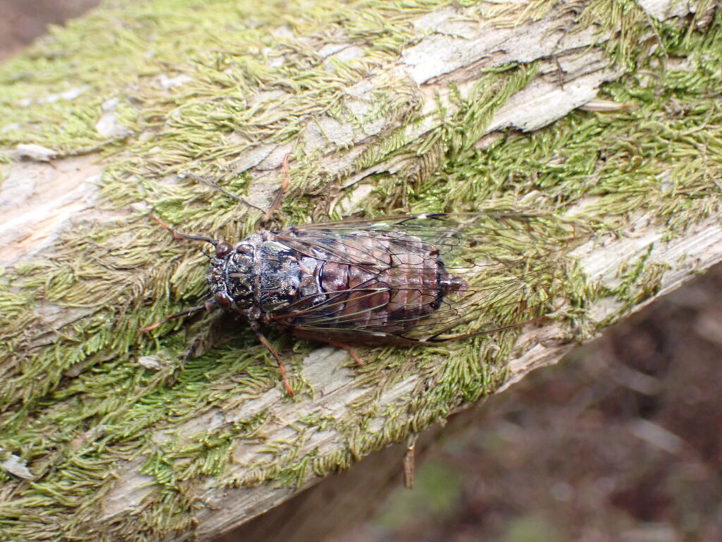 新緑の森で見られたエゾハルゼミ