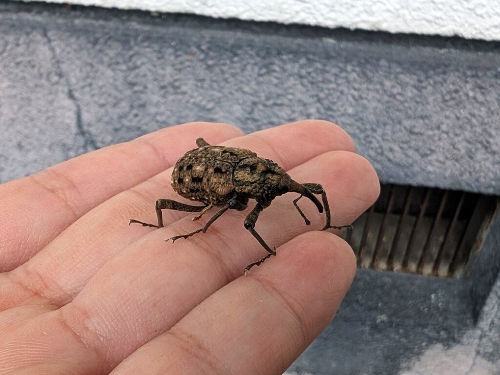 手に乗るオオゾウムシ