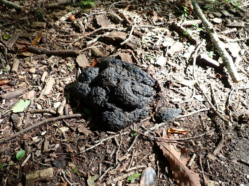歩道に落ちていたクマの糞