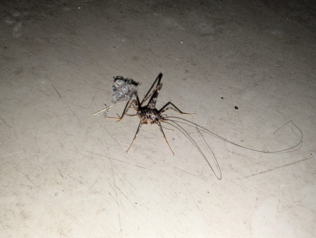 地面にいるカマドウマ