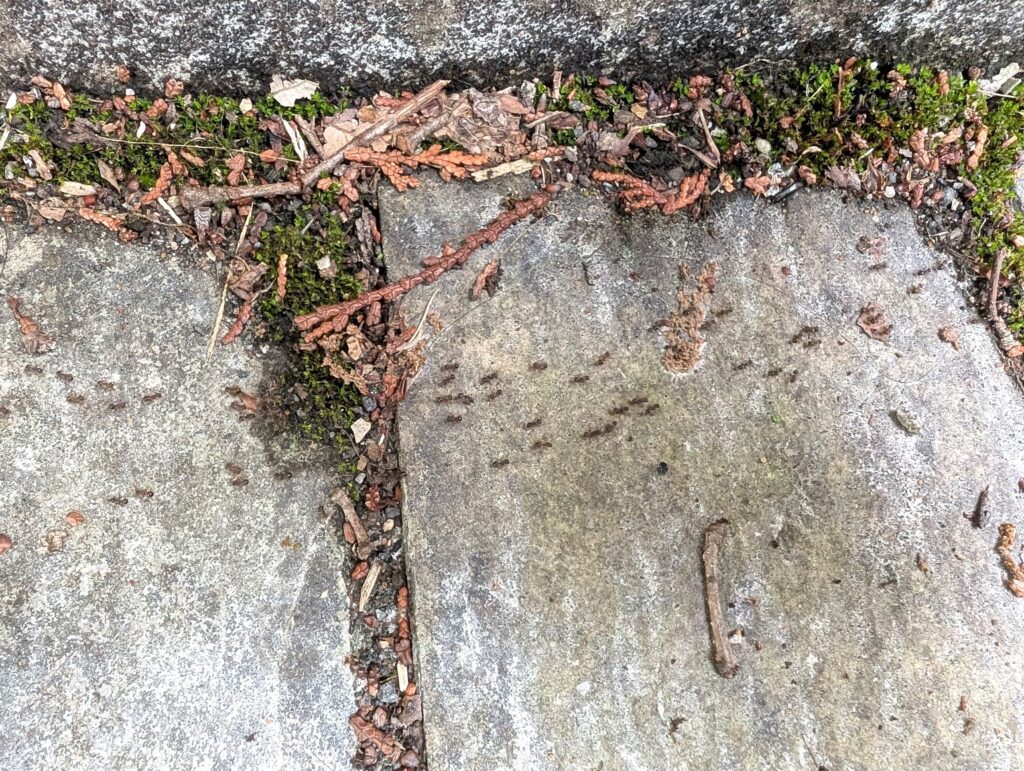 大量の蟻の行列
