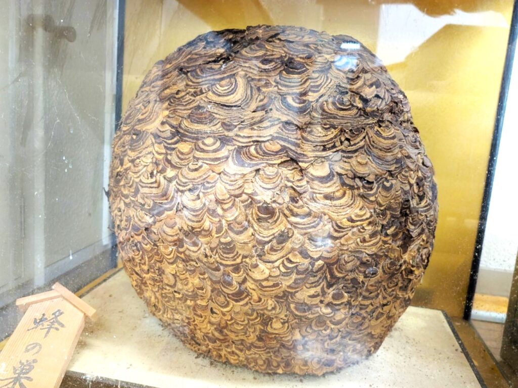 大きいスズメバチの巣