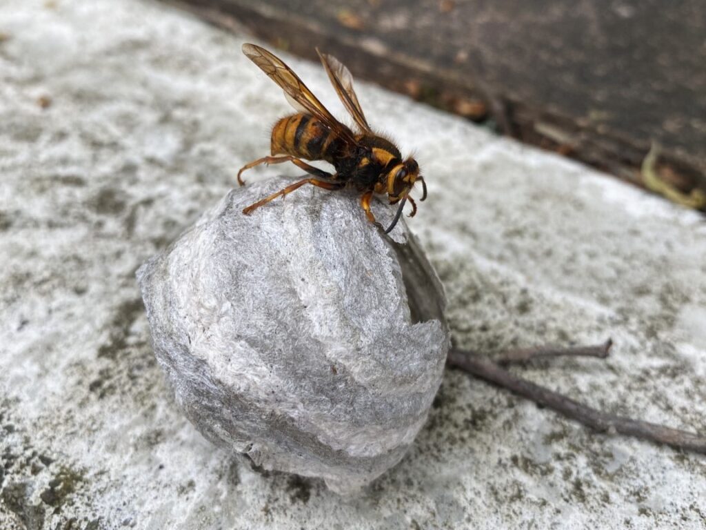 小さいスズメバチの巣