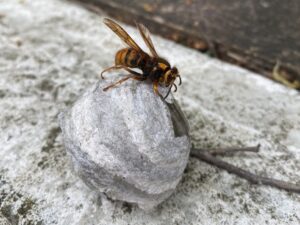 小さいスズメバチの巣