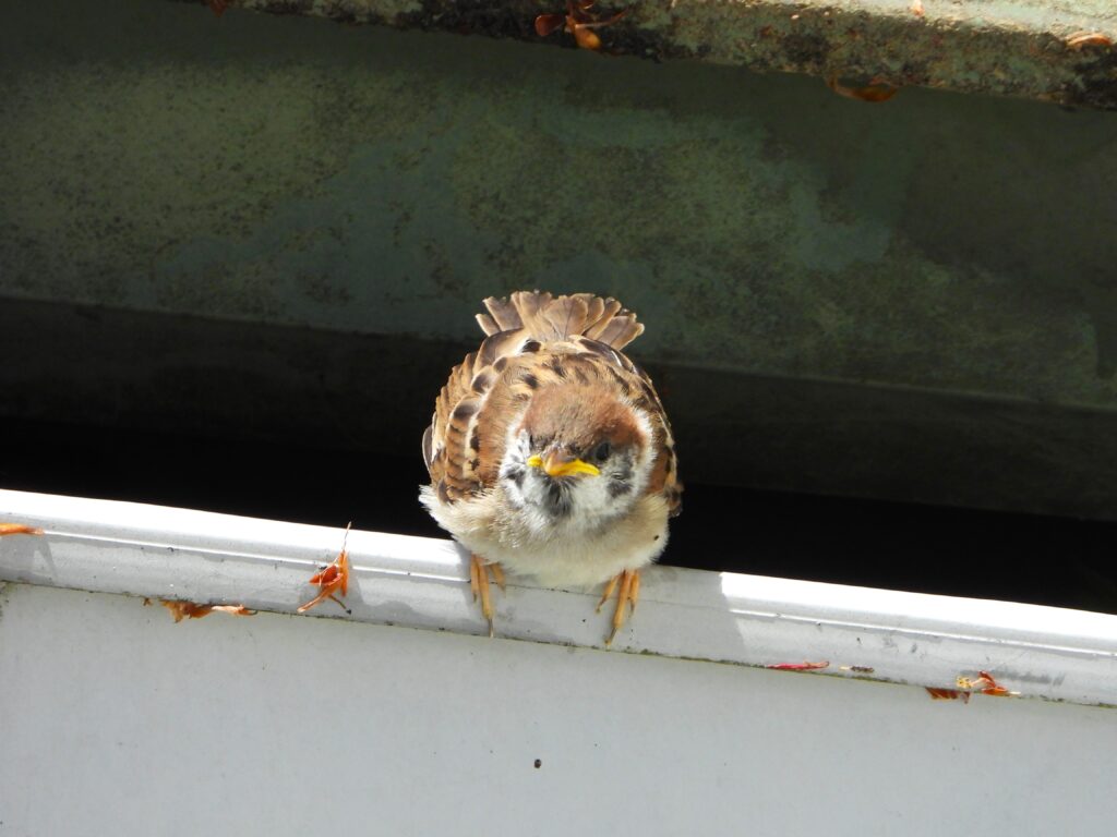 スズメ巣立ち雛