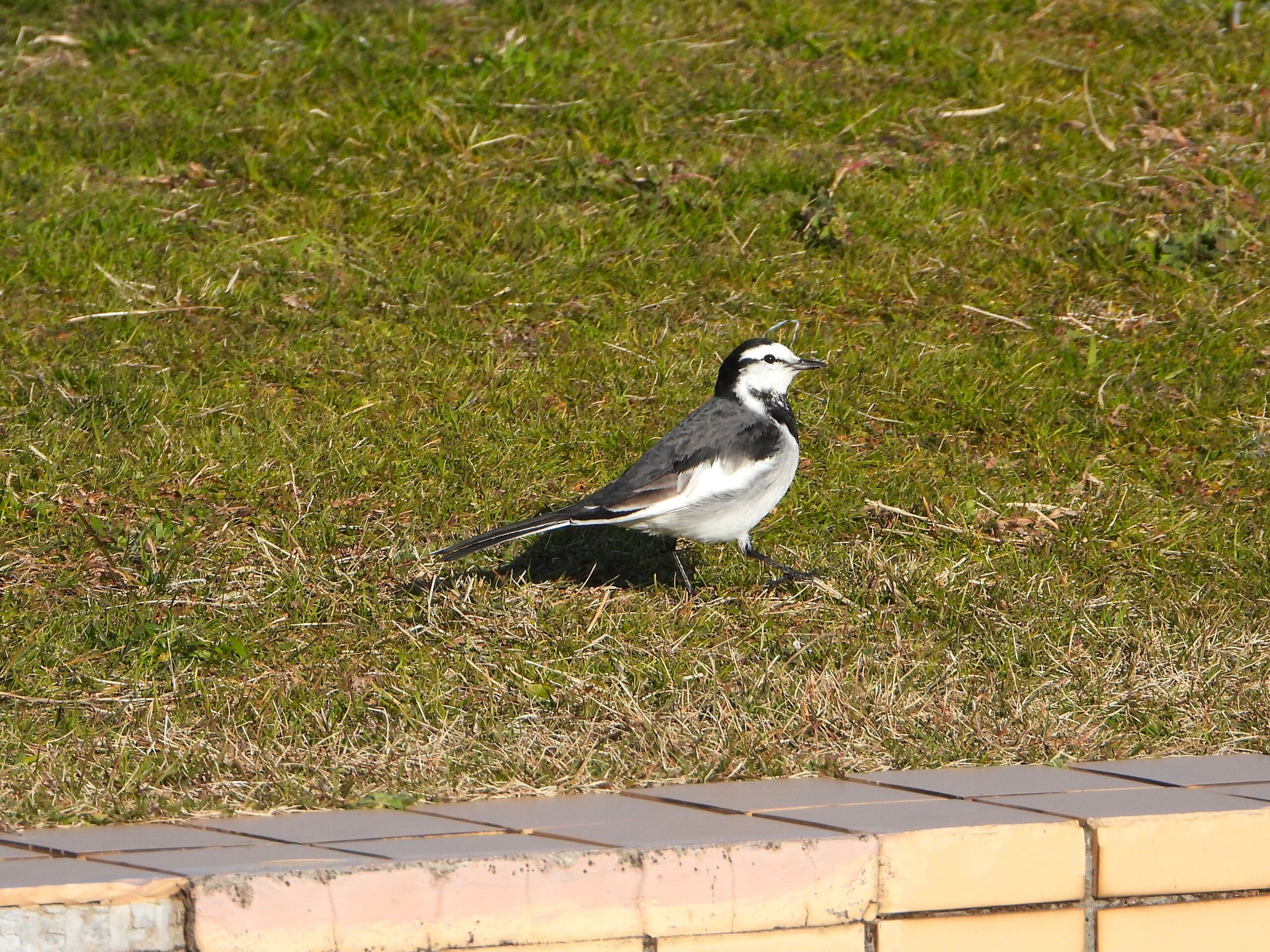 公園にいるハクセキレイ