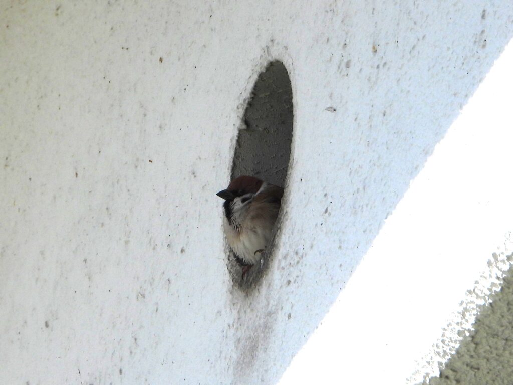 建物の穴に入るスズメ