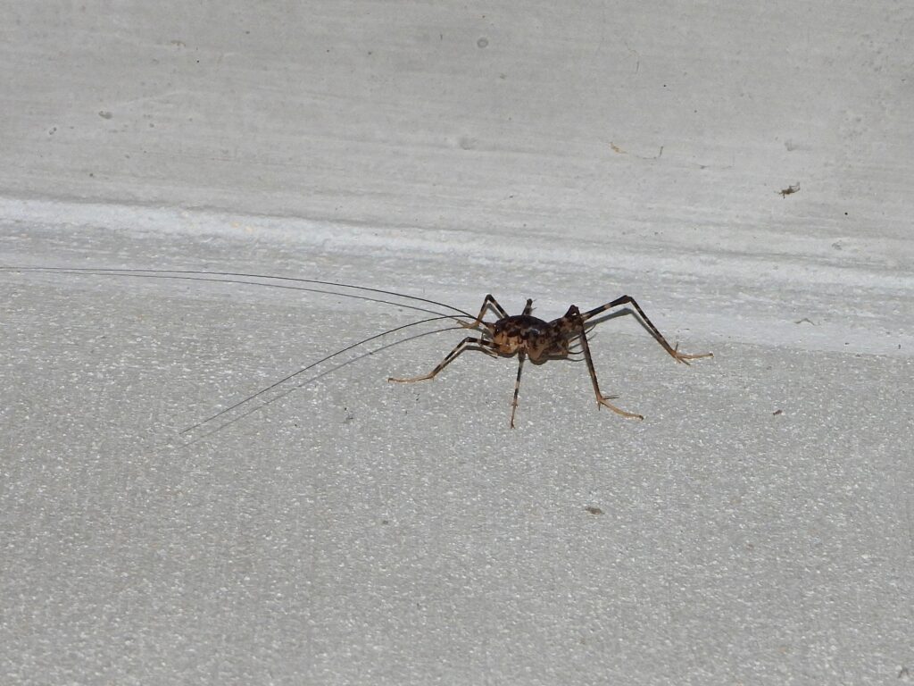 壁に張り付くカマドウマ