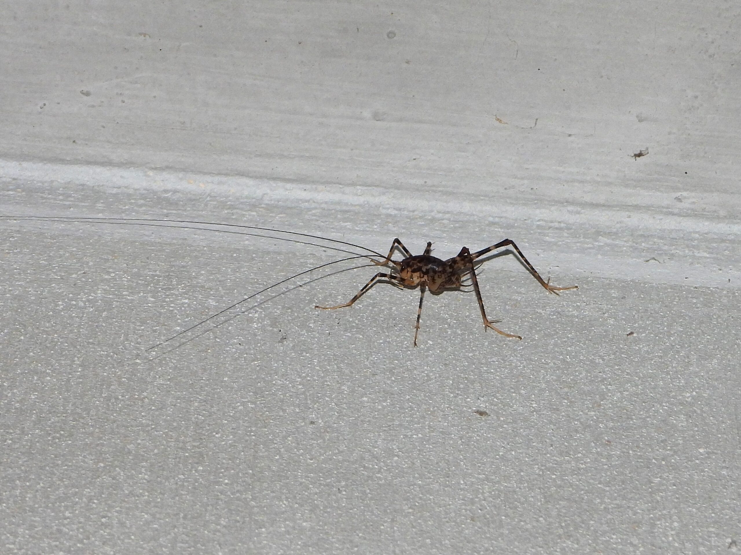 壁に張り付くカマドウマ