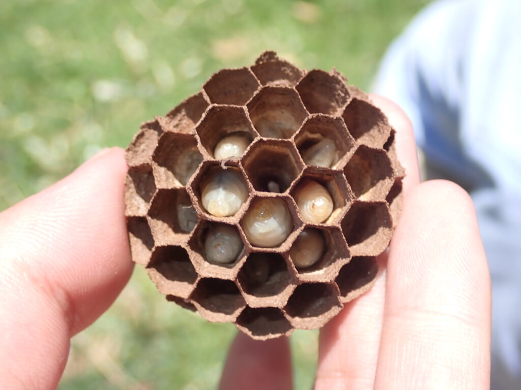 小さい蜂の巣